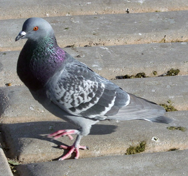 Rock Dove (Feral Pigeon) 1_14_2012